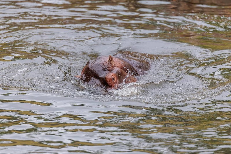 A fully grown hippopotamus (Hippopotamus amphibius) swims in a river. Democratic Republic of the Congo, Uganda, Tanzania, Kenya, Ethiopia, Somalia, Sudan, Gambia, South Africa