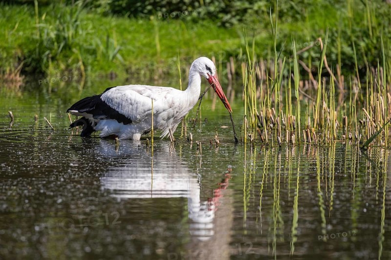 White stork (Ciconia ciconia) collecting nesting material, Germany