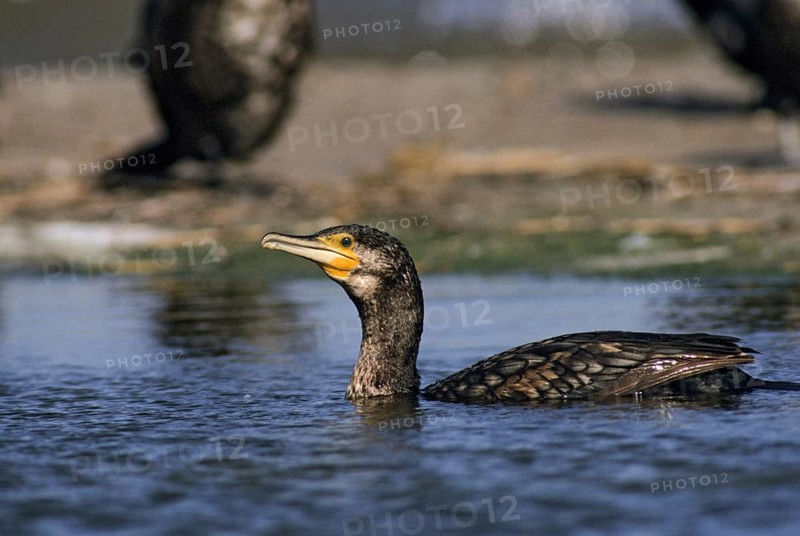 Black shag, cormorant, phalacrocorax carbo, birds, eclipse plumage, leo, pelecaniforms, ropedes, rest dress, simple dress, birds, waterbirds, waterbirds