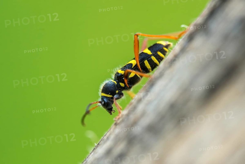 Clytus arietis, common ram ram, ram ram, beetle, longhorn, coleoptera, insects, insects, beetles, wasp beetle