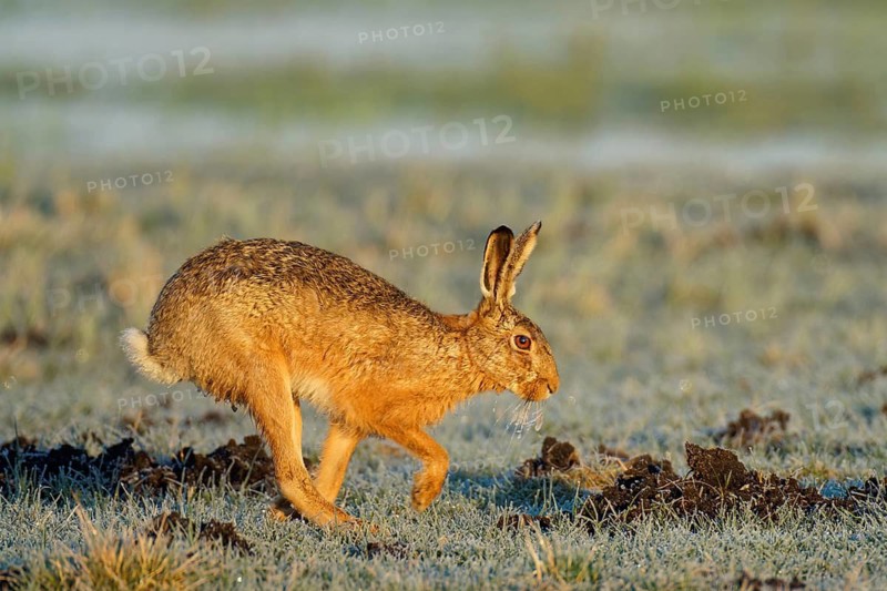 European hare (Lepus europaeus) with icebeard on a hoarfrost-covered meadow, Lake Dümmer, Germany