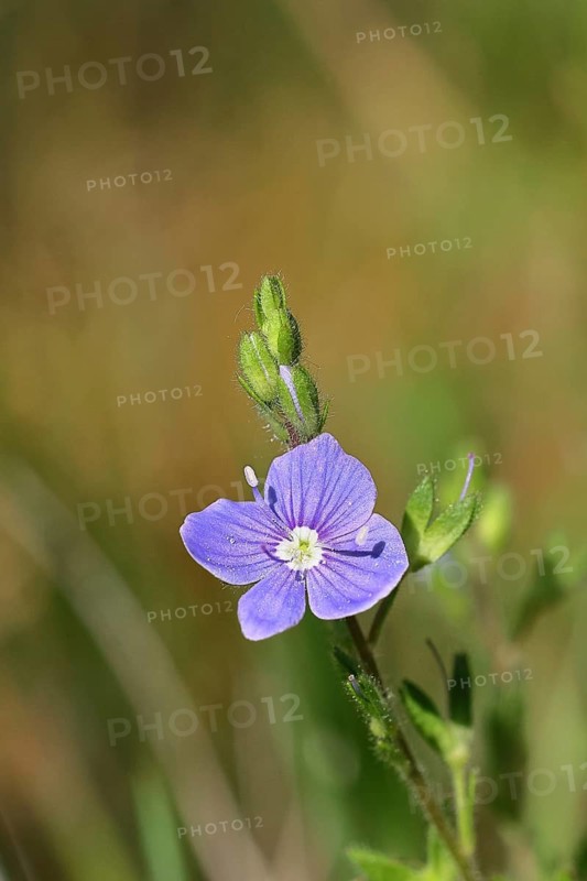 Gamander speedwell (Veronica chamaedrys) Close-up of a flower on a forest path, Wilnsdorf, North Rhine-Westphalia, Germany