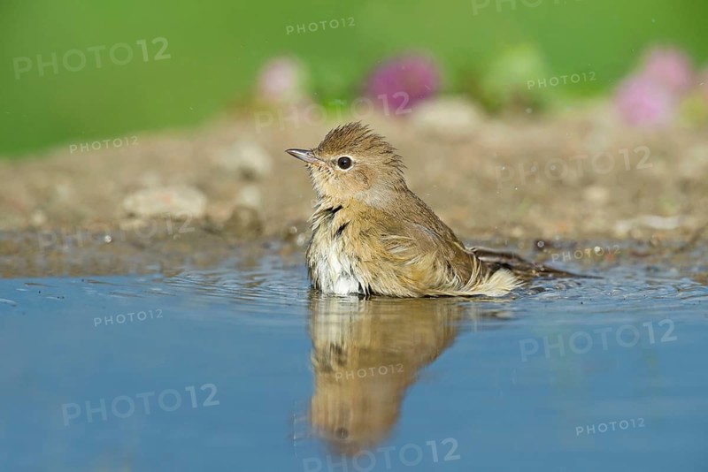 Garden Warbler (Sylvia borin) bathing, Aosta Valley, Italy