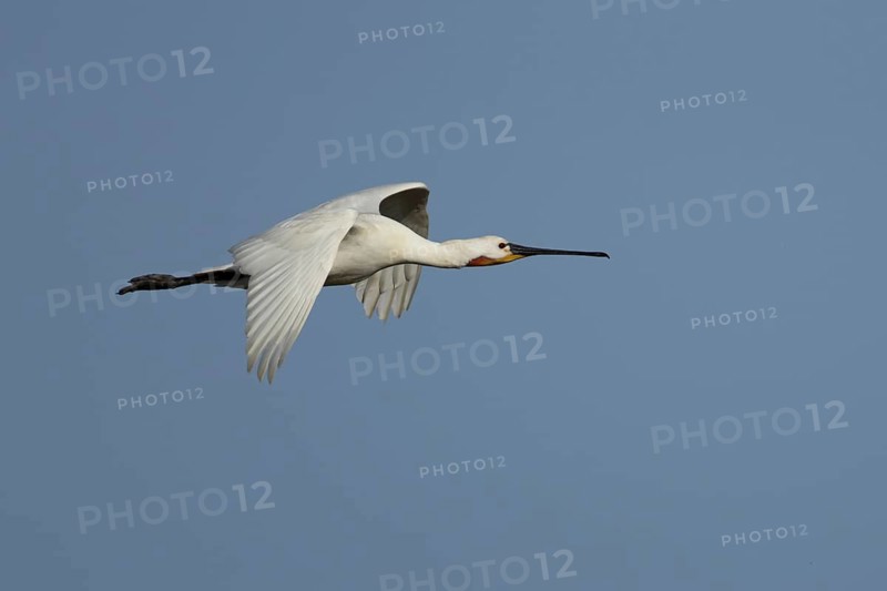 Eurasian spoonbill (Platalea leucorodia) adult bird in flight, England, United Kingdom