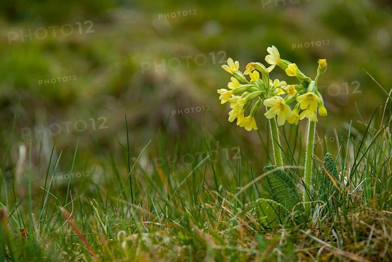 Tall cowslip, primrose, primula elatior, primulaceae, cowslip, forest cowslip, flora, spring, plants, true oxlip