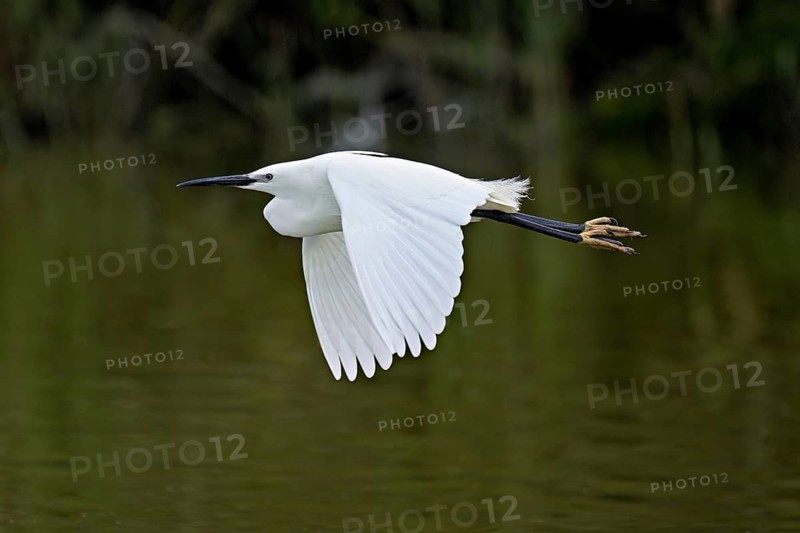 Little Egret (Egretta garzetta), in flight, Camargue, southern France, France