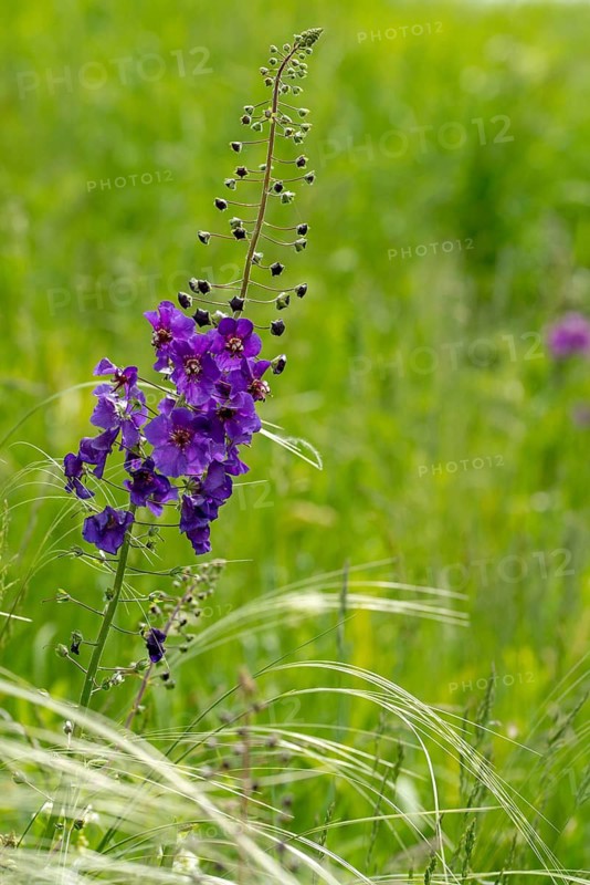 Braunwurzaceae, Czech Republic, mullein, purple mullein, scrophulariaceae, Czech Republic, verbascum phoeniceum, purple mullein, flora, high size, vertical format, plants, purple mullein