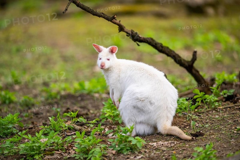 White Tammar wallaby (Macropus eugenii), albino on the ground in spring, Germany