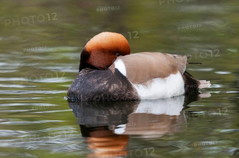 Common duck, netta rufina, red-crested pochard, anatidae, birds, ducks, ducks, ducks, ducks, male, sleep, birds, waterbirds