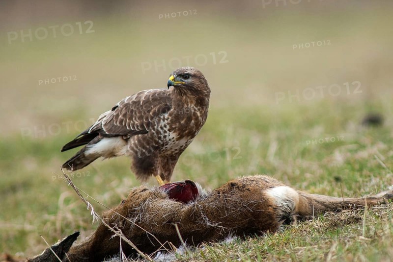 Accipitriformes, buzzard, buteo buteo, buzzard, buzzard, birds, fallen game, birds of prey, leo, minx, raptor, raptors, birds