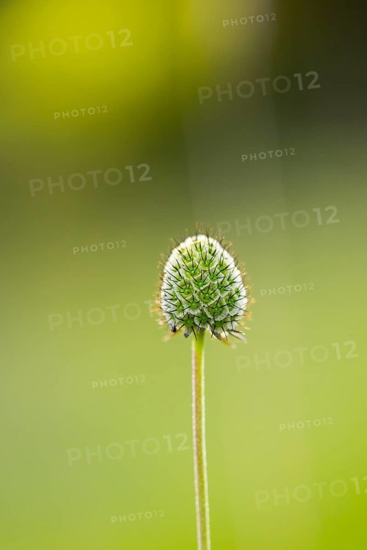 Seeds of a blossom, detail, Bavaria, Germany