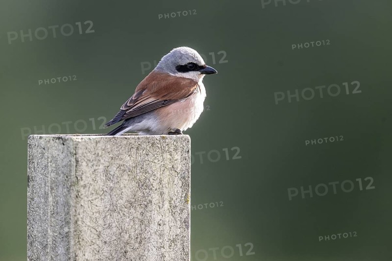 Red-backed Shrike (Lanius collurio), Emsland, Lower Saxony, Germany