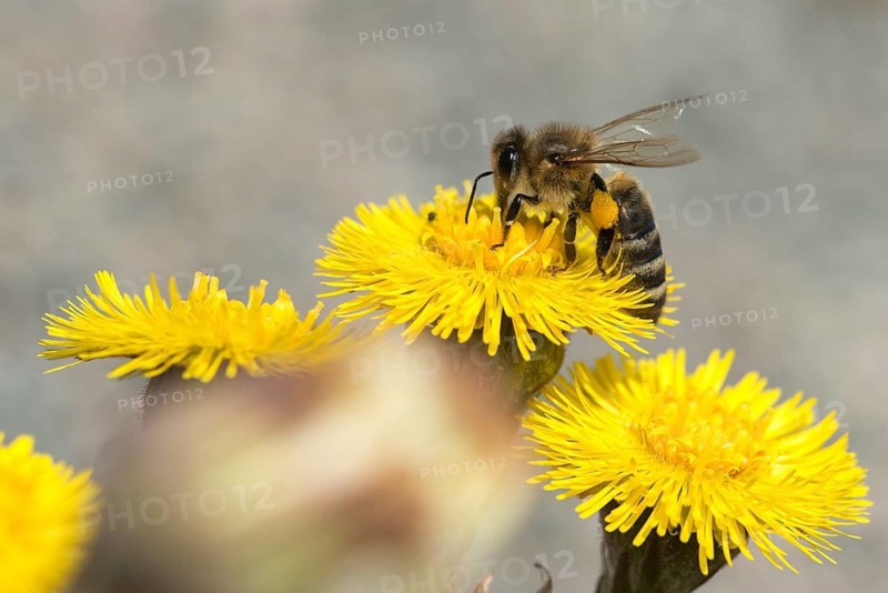 Apidae, apis mellifera, asteraceae, bees, European honey bee, European honeybee, hymenoptera, daisy, tussilago farfara, western honey bee, coltsfoot, flora, honey bee, honey bee, insects, plants, plants, wild bees