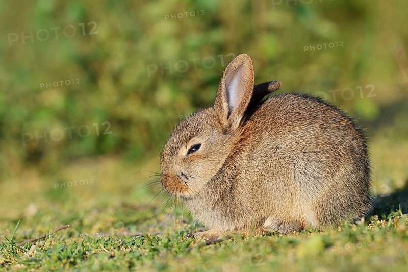 Wild rabbit (Oryctolagus cuniculus), a young rabbit sitting in a meadow, North Rhine-Westphalia, Germany