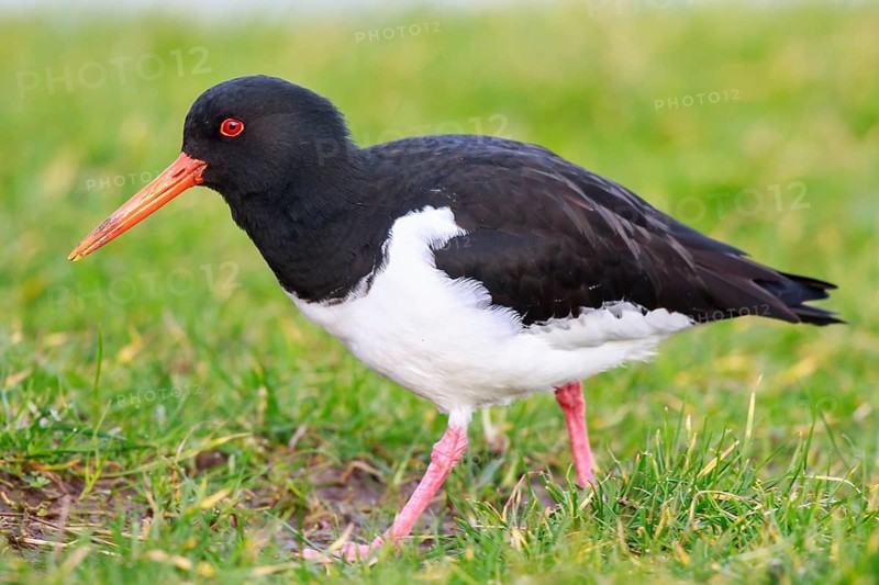Eurasian Oystercatcher (Haematopus ostralegus), Netherlands