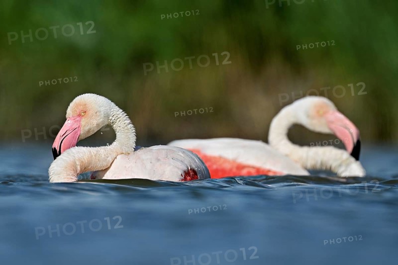 Two greater flamingos (Phoenicopterus roseus) bathing in a pond, Camargue Regional Nature Park, southern France, France