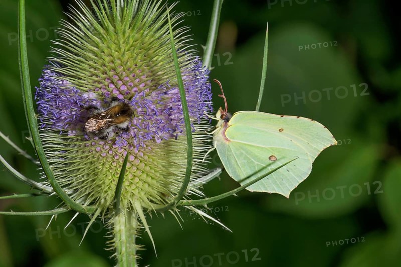 Close-up of a teasel (Dipsacus fullonum) with a lemon butterfly (Gonepterix rhamni) and a bee, surrounded by green leaves, Baden-Württemberg, Germany