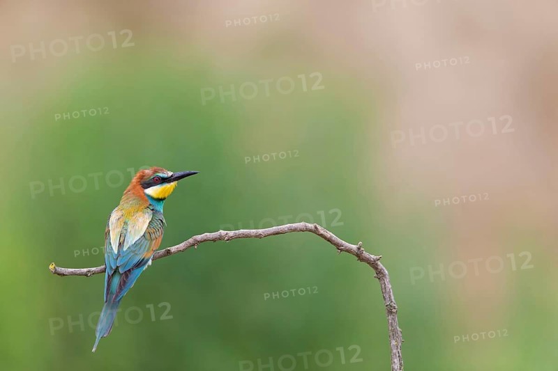 Bee-eater, (Merops apiaster), Animals, Birds, Raptor family, Perching station, Muselievo, Muselievo, Pleven, Bulgaria