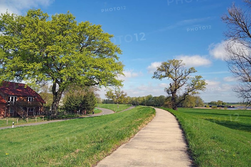 Rural trail lined with large trees and meadows, Elbe, Elbe cycle path, bicycle tourism, Damnatz, Wendland, Lower Saxony, Germany