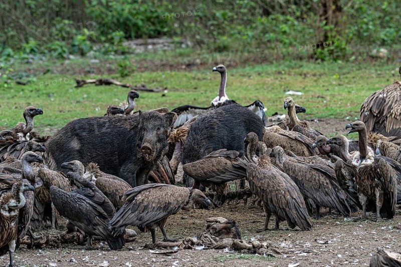Vultures, slender-billed vulture (Gyps tenuirostris), Bengal vulture (Gyps bengalensis) and wild boars at a feeding site, scavengers, Chitwan National Park, Terai, Nepal