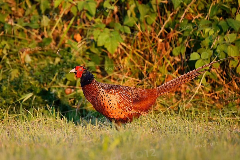 Hunting pheasant (Phasianus colchicus), cock in a meadow, North Rhine-Westphalia, Germany