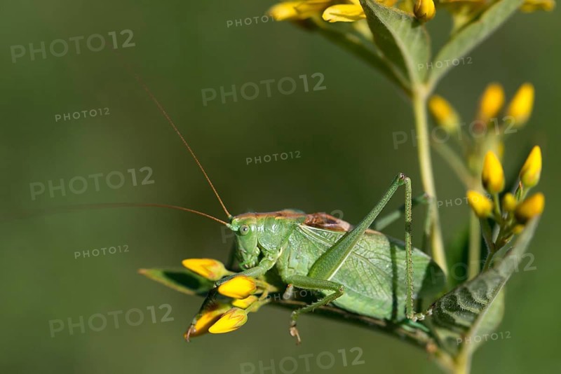 Grasshoppers, Tettigonia Cantans, Upland Green Bush Cricket, Chirping Hayhorse, Ensifera, Grasshoppers, Locusts, Insects, Insects, Long-Feeler Scares