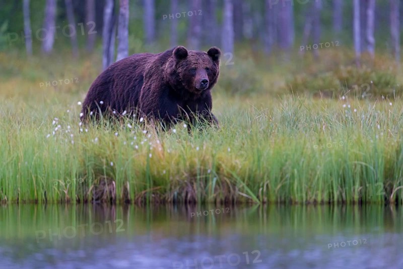 European brown bear, animals, mammals, (Ursus arctos arctos), forest, Scandinavia, bear family, also Eurasian brown bear, biotope, habitat, foraging, Lentiira, Lentiira Kuhmo, Finland