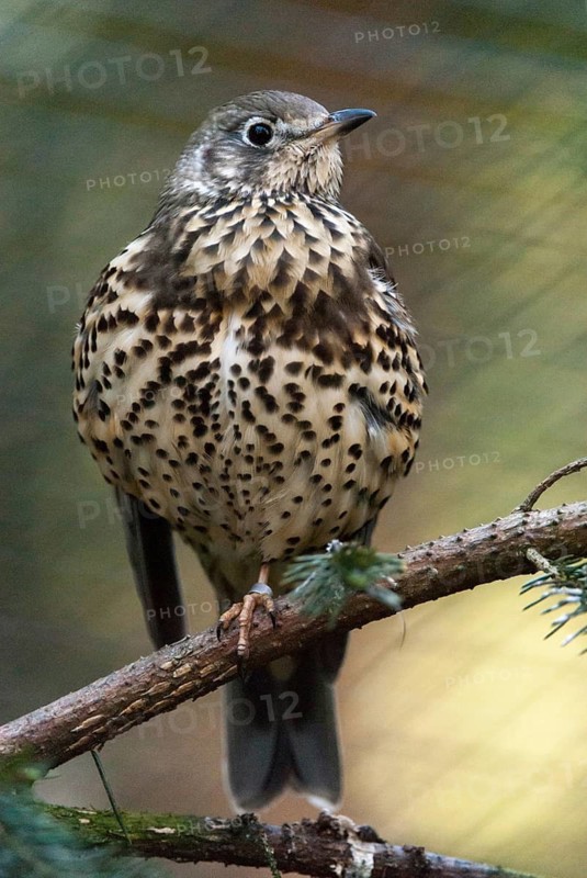 Mistletoe thrush, turdus viscivorus, birds, high size, portrait format, passeri, songbirds, songbirds, birds