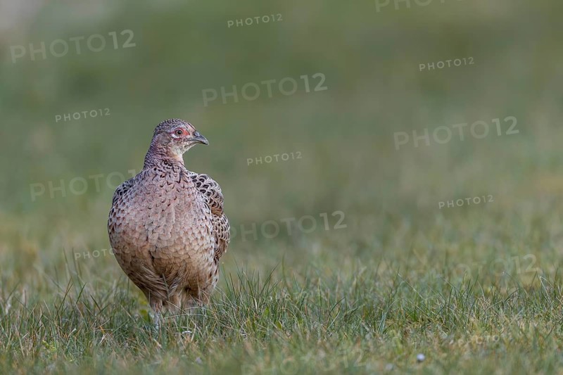 A female pheasant (Phasianus colchicus) stands calmly in a meadow, secretive and shy, spring, April, Germany