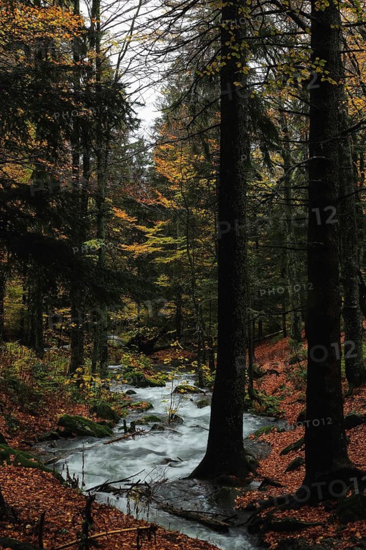 A tranquil stream flows through an autumnal forest, surrounded by tall trees and colourful foliage, creating a soothing atmosphere: a small stream in an autumnal beech forest (Fagus sylvatica) on the Kandel, Black Forest, Freiburg, Baden-Württemberg, Germany