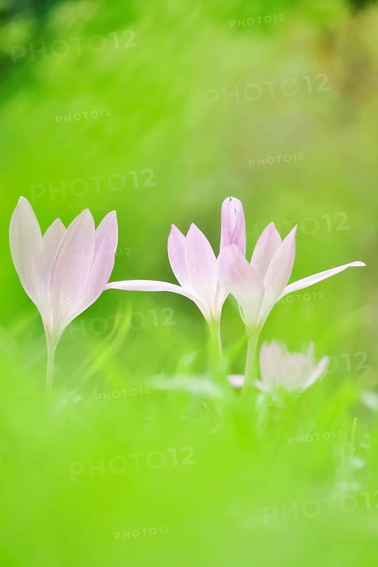 Autumn crocus (Colchium speciosum), September, Saxony, Germany