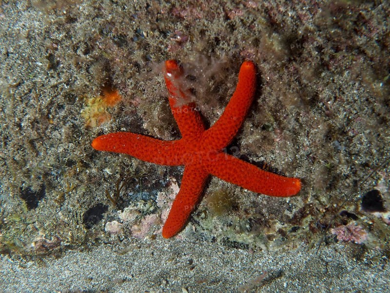 A red starfish (Echinaster sepositus) rests on a rocky seabed underwater, dive site: El Cabron Marine Reserve, Arinaga, Gran Canaria, Spain, Europe, Atlantic Ocean