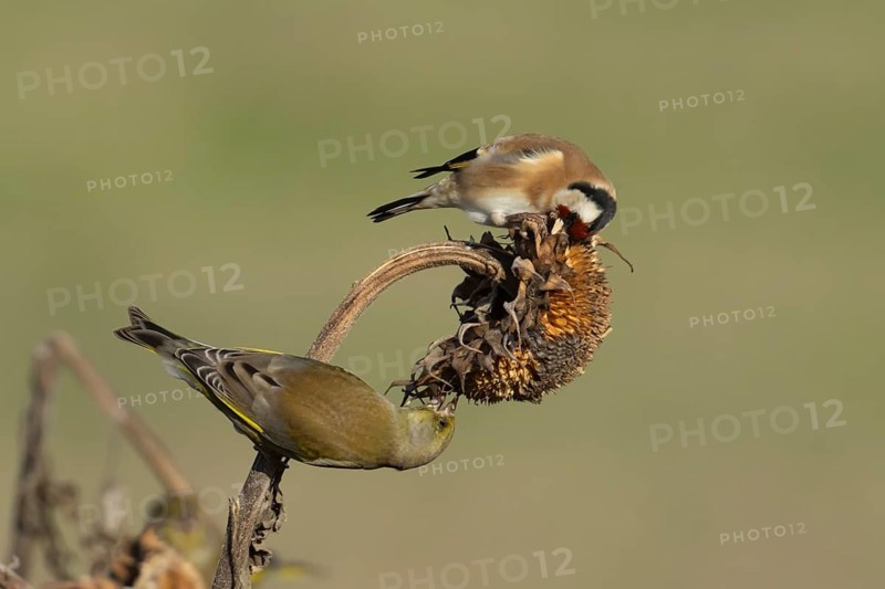 European goldfinch (Carduelis carduelis) and Greenfinch (Chloris chloris) adult birds feeding on a Sunflower seedhead, England, United Kingdom