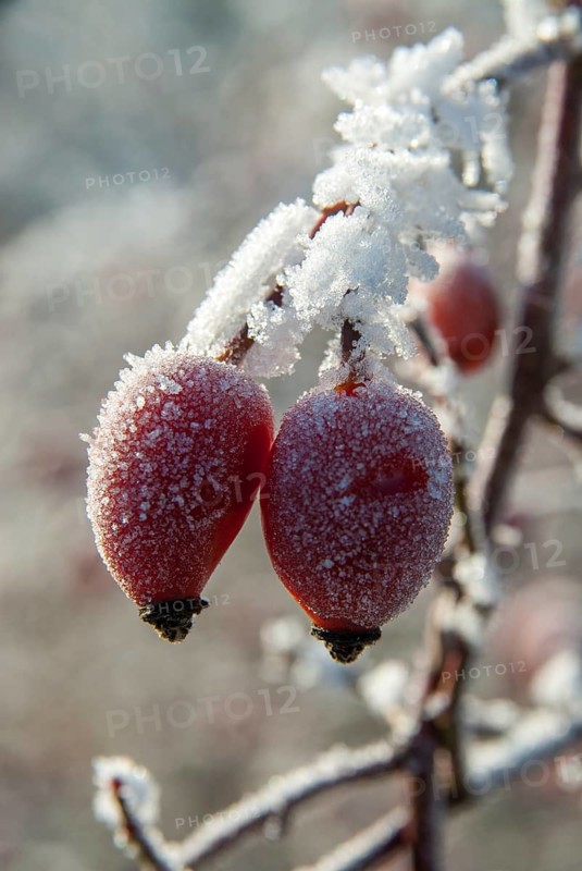 Dog rose, pink canina, dog rose, flora, fruits, dogrose, high size, portrait format, plants, hoarfrost, rime, winter