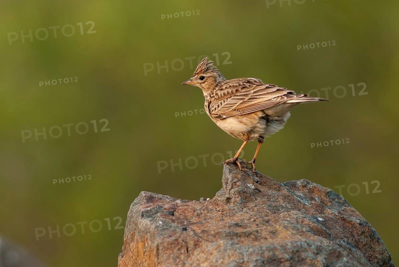 Alauda Arvensis, Skylark, Birds, Leo, Larks, Passeri, Songbirds, Songbirds, Birds