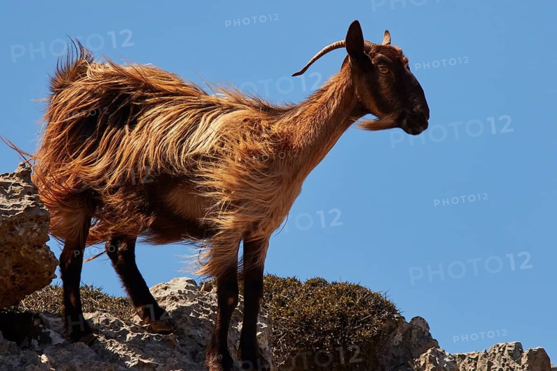 A goat with waving fur stands on a rock in the sun, Rodopou Peninsula, Rodopou, West Crete, Greek Islands, Greece