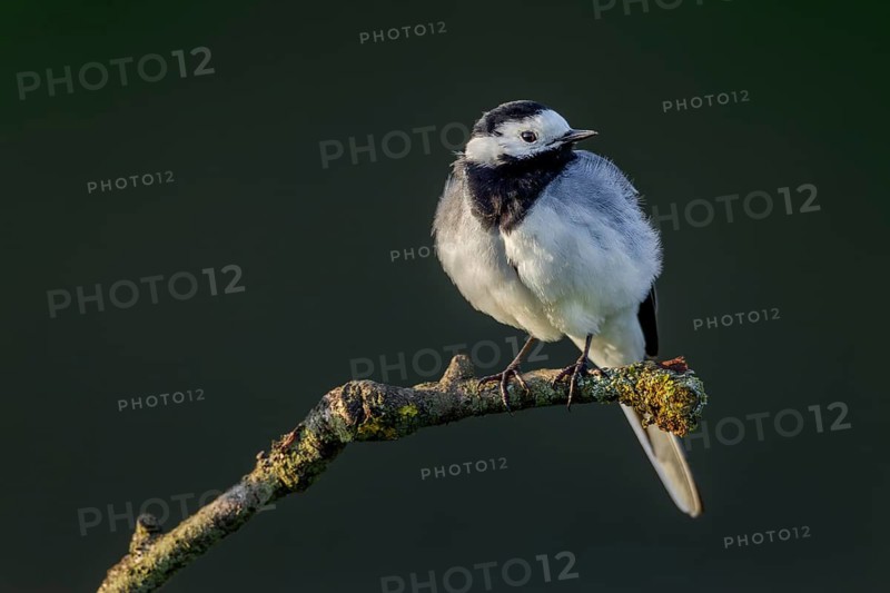 White Wagtail (Motacilla alba) in the evening sunlight on a perching post, May, Germany