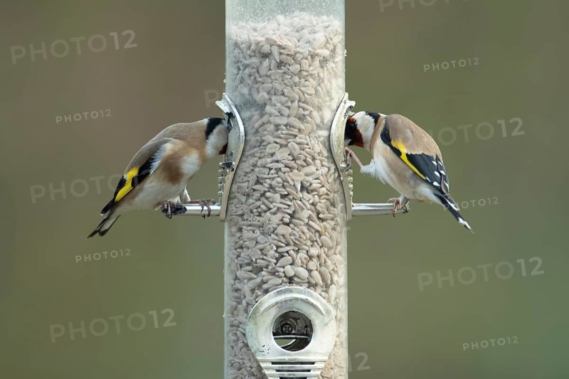 European goldfinch (Carduelis carduelis) two adult birds feeding on sunflower hearts from a garden seed feeder, England, United Kingdom