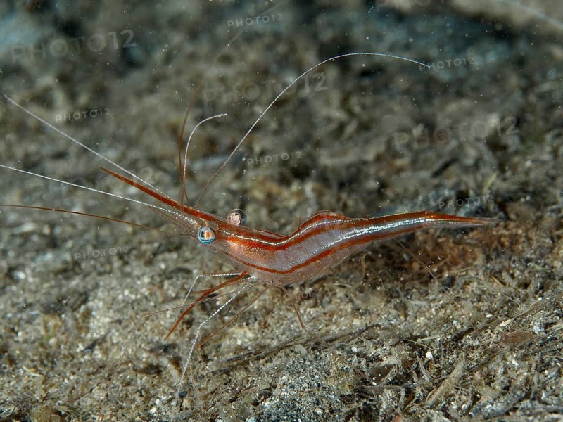A narwhal shrimp (Plesionika narval) sits on the seabed, surrounded by sandy areas, at the Giens Peninsula dive site, Hyères, Porquerolles, Provence, Côte d'Azur, Mediterranean Sea, France
