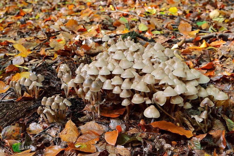 Rogers Mushroom (Psathyrella multipedata), North Rhine-Westphalia, Germany