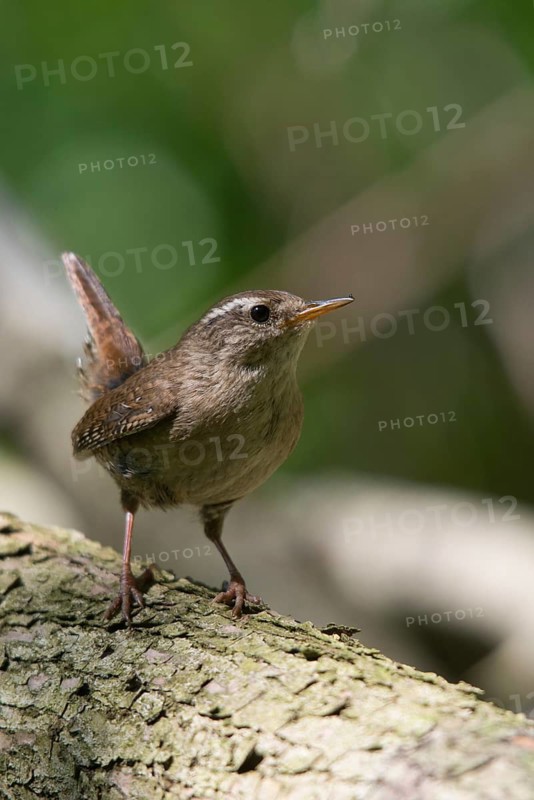 Troglodytes troglodytes, wren, birds, passeri, songbirds, songbirds, birds