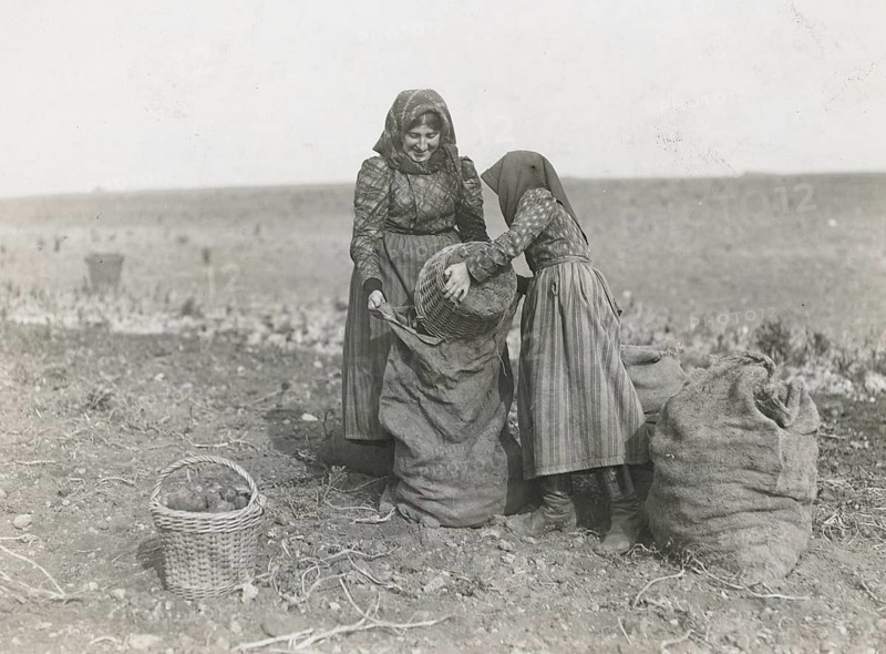 Bavaria, Polish harvest workers, potatoes, harvest, woman's work, agricultural work, poverty, maid, woman working in the fields harvesting potatoes and putting them in bags, Philipp Kester, around 1906