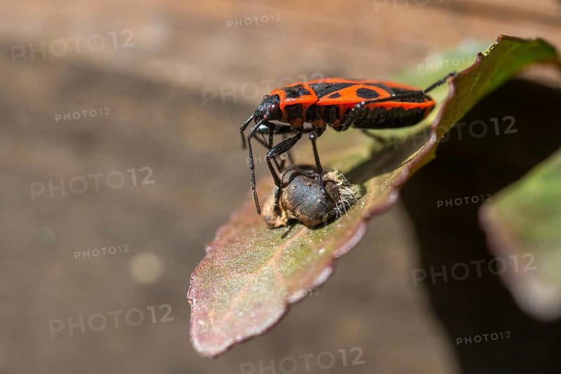 Firebug, common firebug, heteroptera, Pyrrhocoris apterus, prey, capture, hunting, insects, hunting, insects, hunting, bugs