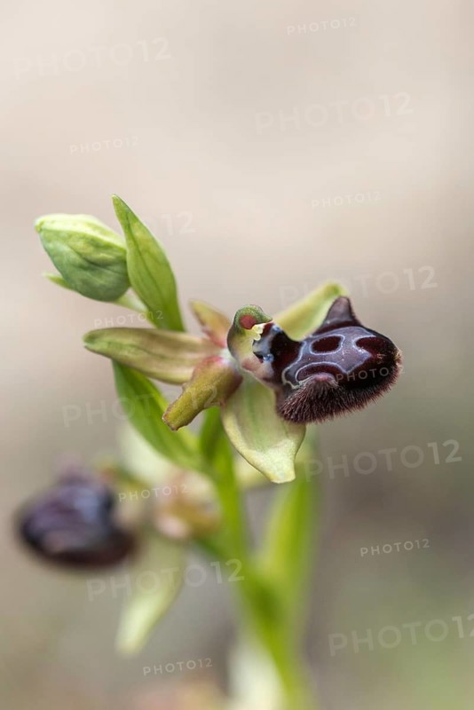 Black Ophrys, Granelli, Italy, Ophrys Atrata, Ophrys Incubacea, Orchidaceae, Orchids, Orchid Plants, Pantani Cuba and Longarini, Black Ragwurz, Migratory Bird Sanctuary Pantani Cuba & Longarini, Flora, High Size, Portrait, Italy, Plants, Sicily, Foundation for Biodiversity