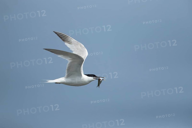 Sandwich tern (Thalasseus sandvicensis) adult bird in flight with a fish in its beak in summer, England, United Kingdom