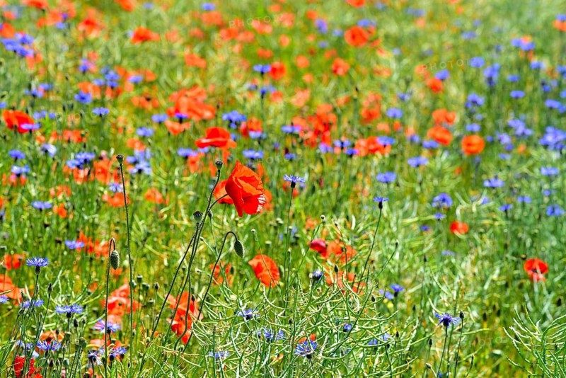 Corn poppies (Papaver rhoeas) and cornflowers (Centaurea cyanus), Bavaria, Germany
