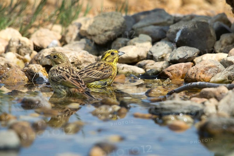 Emberiza Citrinella, Yellowhammer, Yellowhammer, Bath, Bird Bath, Birds, Passeri, Songbirds, Potions, Birdbath, Birds, Watering Place