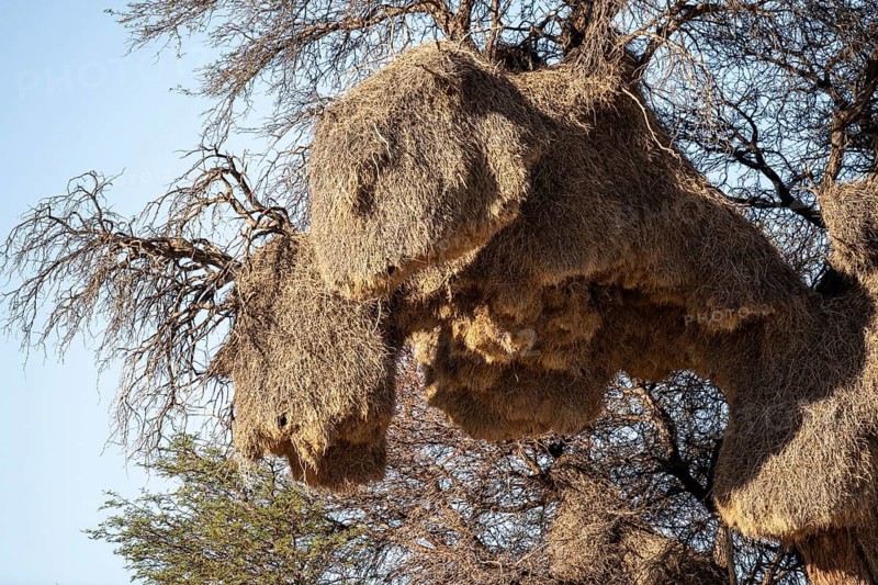 Sociable weaver Community nests (Philetairus socius) in tree, Kgalagadi Transfrontier Park, Northern Cape, South Africa