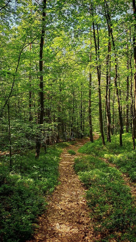 A trail snakes through a dense forest with fresh, green foliage and a spring atmosphere, Rödental, Upper Franconia