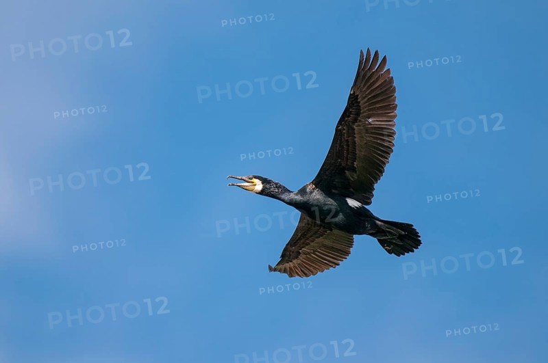 Cormorant (Phalacrocorax carbo) in flight, Stralsund, Mecklenburg-Western Pomerania, Germany